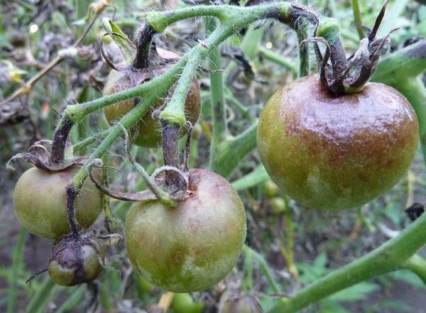 Ai pomodori in serra non è annerite, essi devono essere regolarmente spruzzati con mezzi speciali contro malattie