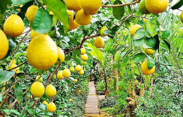 Med je citrusov raste v rastlinjaku je potrebno zagotoviti optimalno svetlobe dan za vsak posevek