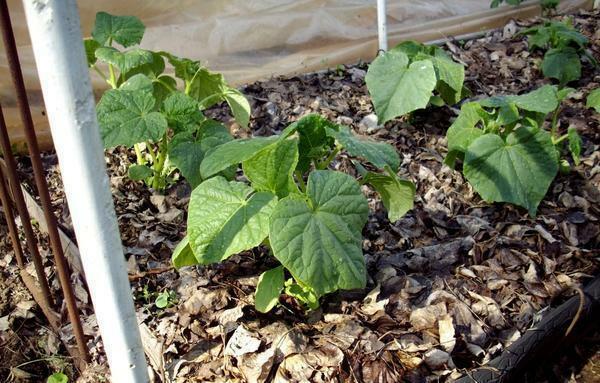 Increase the yield of cucumbers can be by mulching