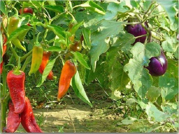 Peppers, tomater og aubergine i et drivhus lever godt i enhver arrangement af senge