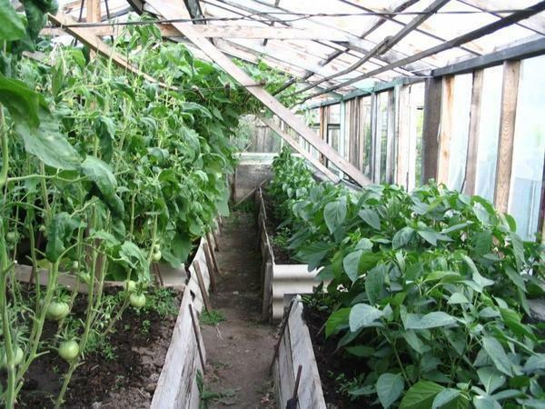 Tomater og peberfrugter vokser i et drivhus er temmelig godt, i dette kvarter, de giver et højt udbytte