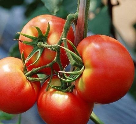 Rajčica „Tajfun” su superrannemu sorti rajčice