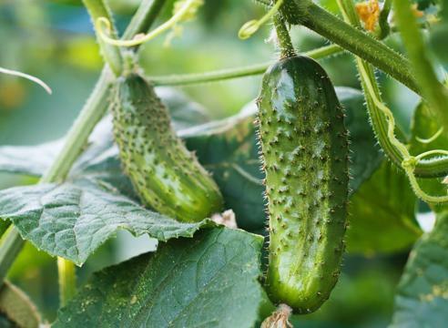 Neretai sodininkai susiduria su tuo, kad šiltnamyje auga karčios agurkai