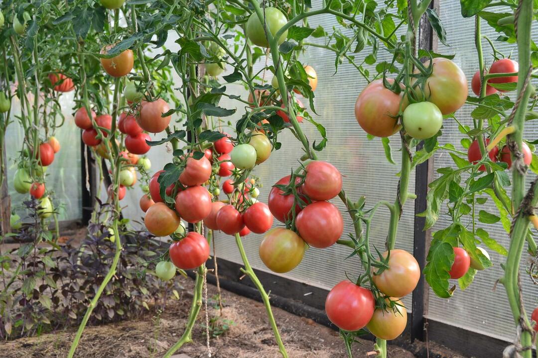 Tomatoes for the Urals in the greenhouse of the variety: tomato photos, Ural from polycarbonate, what better growing and video
