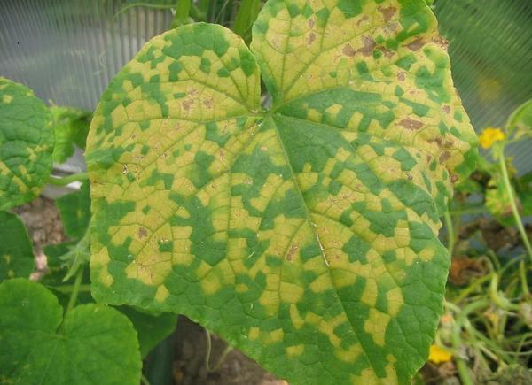 Hvorfor gule agurker i drivhuset: med blade der gør gulnet krølle, tørre pletter i drivhuset