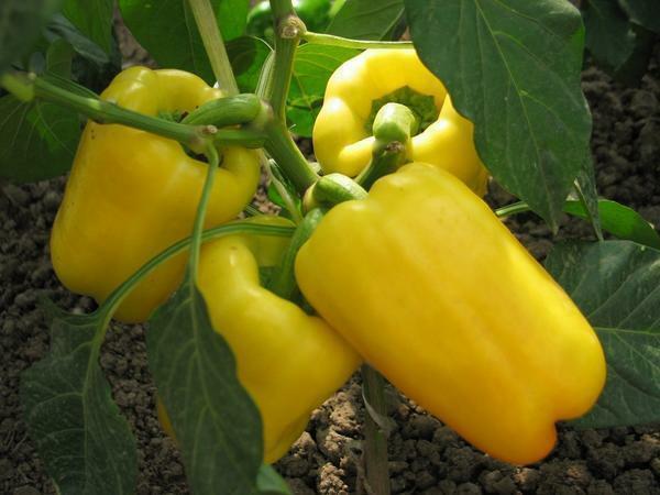 Vård paprika i ett växthus av polykarbonat: odling och plantering i växthuset rätt video