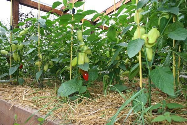 Pepper audzēšana prasa augstu siltumnīcas
