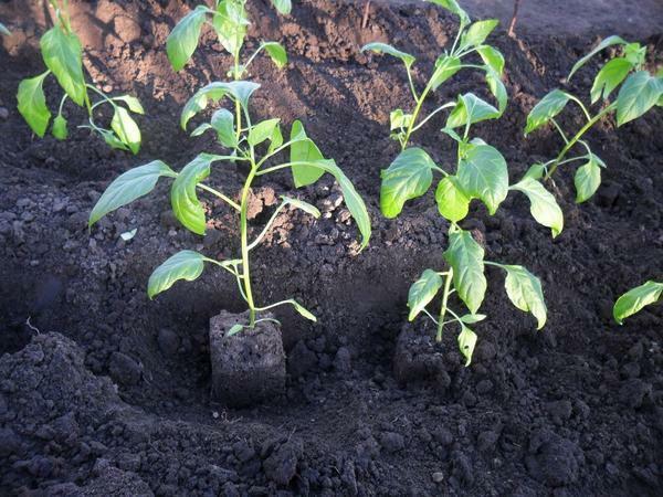 Before planting pepper seedlings, gardeners are advised to first dig up the soil