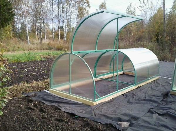 Greenhouse snails are great for growing low-growth plants