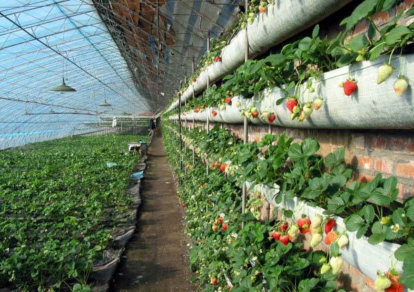 Chinese greenhouses: photos of greenhouses, Russia, video, film and drawing, construction by own hands, thermal cylinder from China