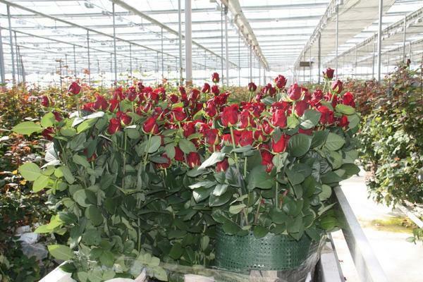 Rózsák termesztése üvegházban: hogyan nőnek virágok eladása, karbantartása és technológia a saját kezét, Ekibasztuzban és képek