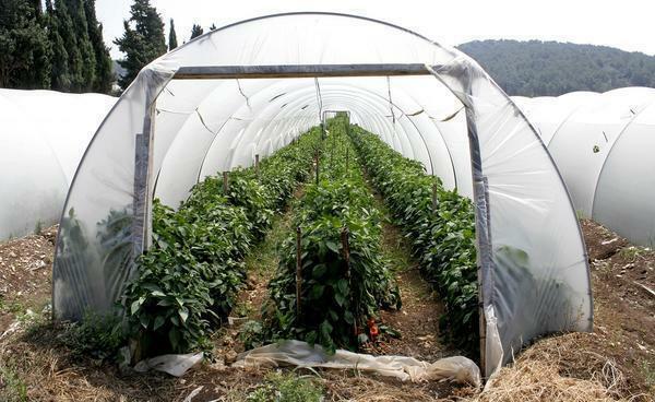 A large homemade greenhouse can be made from a wooden frame and a film