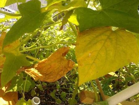 If cucumbers wither in the greenhouse, then perhaps the soil does not suit them