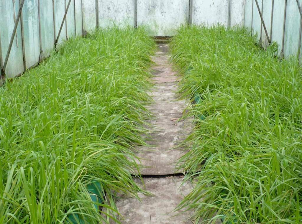Zelené hnojenie v skleníku: na jeseň a na jar siatie, výsadba, siatie, lepšie polykarbonát