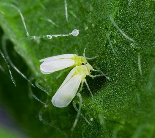 When the whitefly is infected, the leaves of the plants turn yellow and fall off