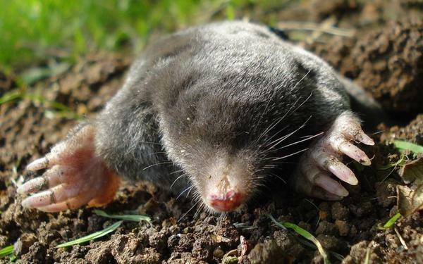 Moles in the greenhouse feed on harmful insects