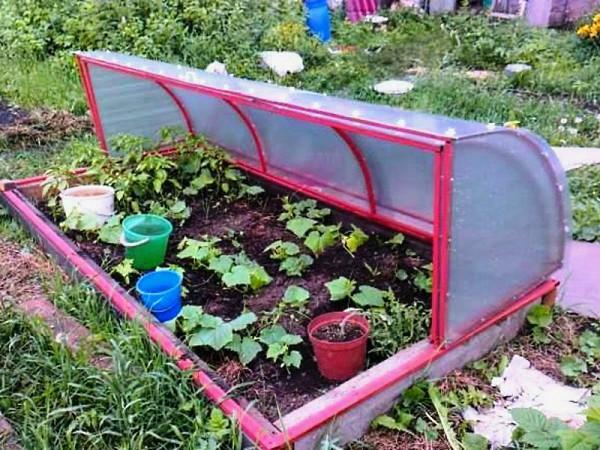 Greenhouse for seedlings: how to plant in a greenhouse with their own hands, photo how to plant, early make