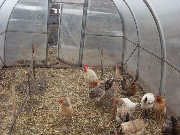 If the winter in your area is not very cold, then the bird can be kept in a heated glasshouse made of polycarbonate