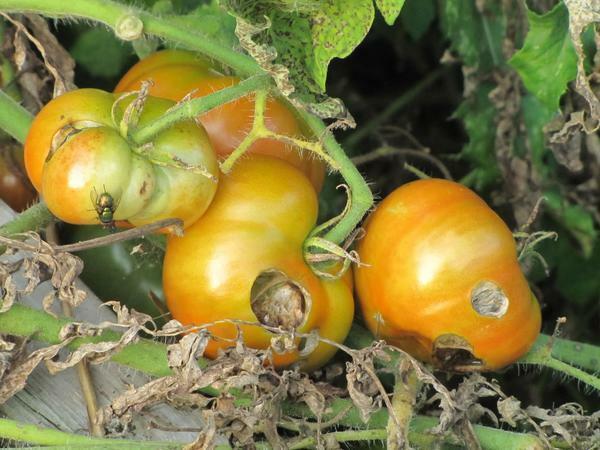 Witte vlieg en cricket - gevaarlijk ongedierte, het eten van tomaten