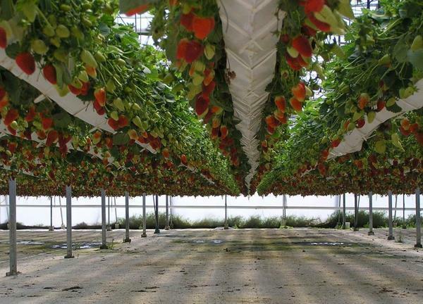 Geweldige oplossing is om aardbeien groeien in de kas polycarbonaat, aangezien het mogelijk is om het verwarmen apparatuur te installeren erin