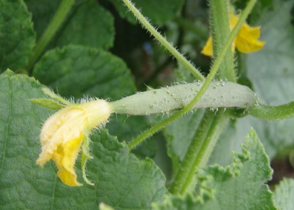 One of the reasons for the yellowing of the cucumber
