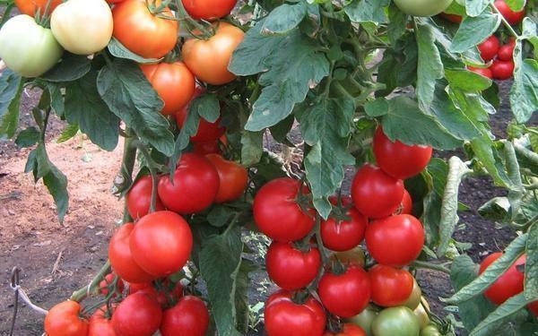 Eeliste hulgas sorte tomatid Samara F1 Väärib märkimist rikas maitse ja lõhn