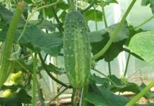 1458493267 Disease-cucumber-description-methods-prevention-and-treatment