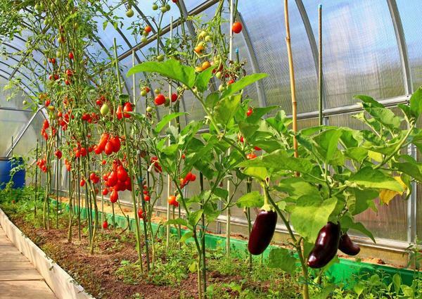 Im Gewächshaus kann Polycarbonat fast jede Kultur gepflanzt werden