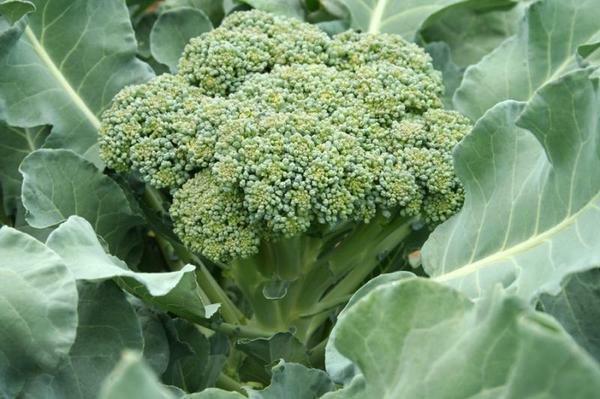 V skleníku, môžu byť zasadené v auguste brokolicou