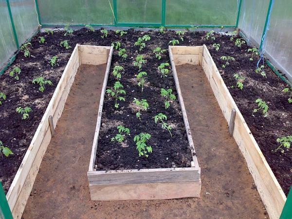 La elección de la distancia entre los tomates en un invernadero para cultivar en función de las variedades