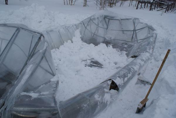 Om vinteren bør drivhuset rengjøres fra snøen som det er falt ut fordi det kan skade taket