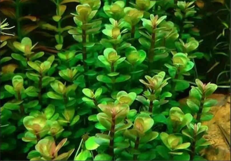 Ammania bonsai grows not so fast as other underwater plants, which makes it possible to grow it in small aquariums