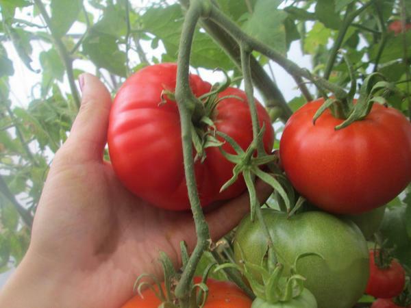 For good growth, a tomato in a greenhouse needs airing