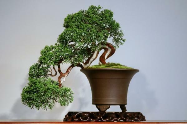 Po transplantacji trudności bonsai powstać tylko na początku, a następnie proces praca będzie łatwiejsza i spójność