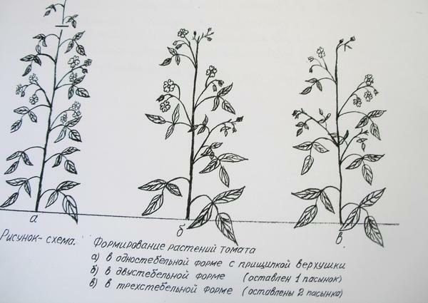 Paradižnik v rastlinjaku gojenje oblikovanja grma: pravi video za shemo paradižnik determinanto =