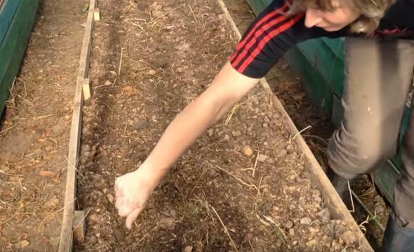 Za účelom prípravy na zem na jeseň v skleníku, mnoho záhradkárov použiť horčice
