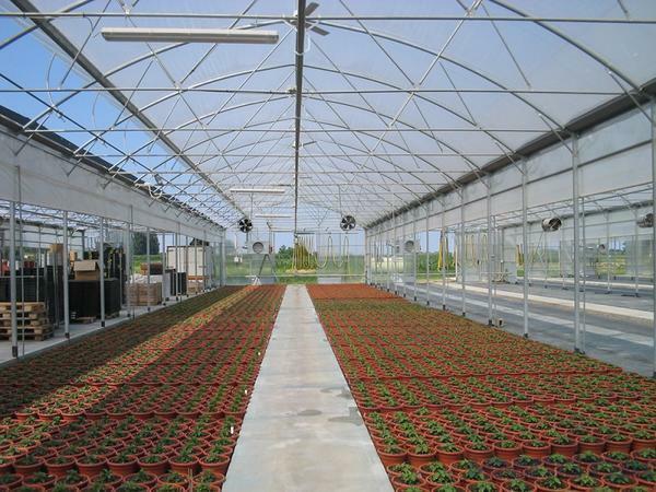 Industrial greenhouses, as a rule, are large enough and can be of various shapes