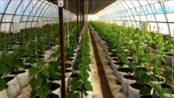Industrial greenhouses are built taking into account the produced products