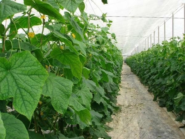 Behageligt klima, og rettidig vanding vil tillade at vokse lækker agurk