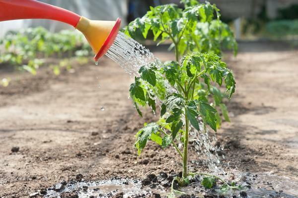 Para crecer bien los tomates, que necesitan ser regadas sin el modo de romper