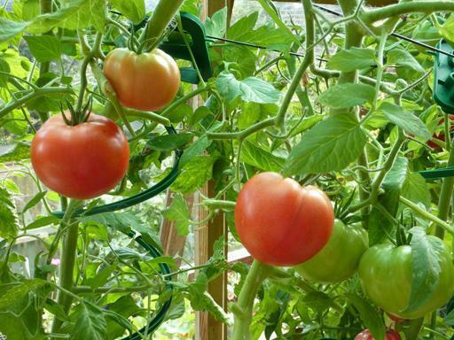 To accelerate the fruiting and increase the yield of tomato can be by several methods