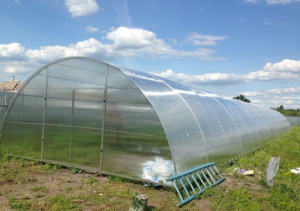 The most rational and convenient for growing various plants is a greenhouse 6 by 8 meters