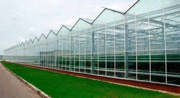 Modern greenhouse complexes in Russia have sizes up to 100ha