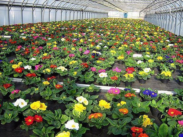 Successful cultivation of flowers in greenhouses depends on how well the soil is prepared for planting