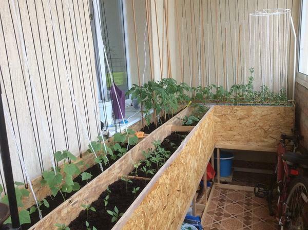 Organizing a greenhouse can be done on the balcony by making beds of boards