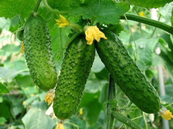 With good care, cucumbers ripen very quickly