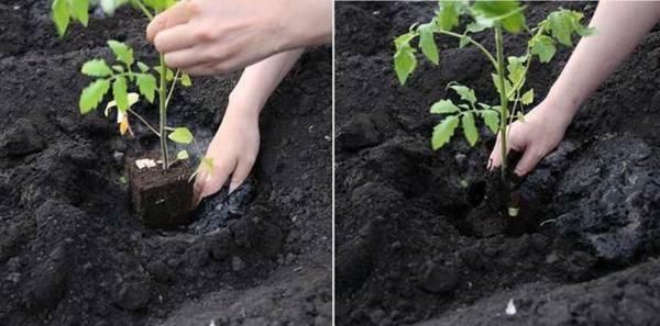 The process of planting a seedling tomato