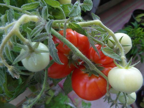 Ural tomātus jāaudzē, pamatojoties uz klimatiskajiem raksturlielumiem reģionā