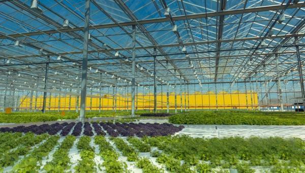 In Russia, a large number of greenhouses of different production lines