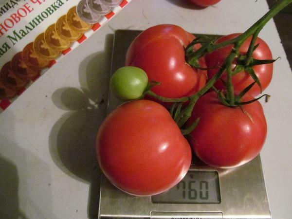 Grote vruchten tomaat rassen die geschikt zijn voor de teelt voor eigen gebruik, en te koop